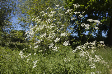 Gemeine Schafgarbe, (Achillea millefolium), Nordrhein-Westfalen, Deutschland, Europa