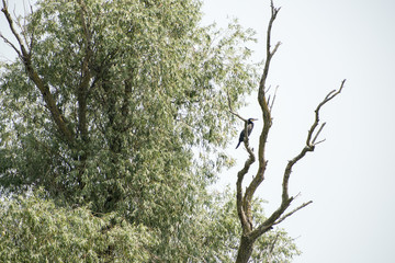 Birds resting in a tree in Danube Delta area, Romania, in a summer sunny day, clear blue sky