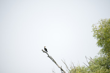 Birds resting in a tree in Danube Delta area, Romania, in a summer sunny day, clear blue sky