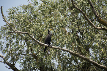 Birds resting in a tree in Danube Delta area, Romania, in a summer sunny day, clear blue sky