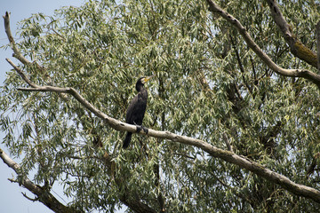 Birds resting in a tree in Danube Delta area, Romania, in a summer sunny day, clear blue sky