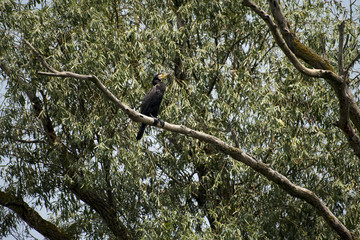 Birds resting in a tree in Danube Delta area, Romania, in a summer sunny day, clear blue sky