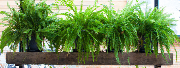 Hanging Ferns