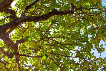 View under Plumeria Tree