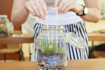 Making of bottle terrarium plant green house.