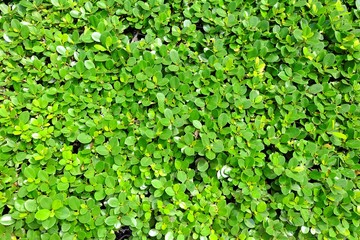 Obraz premium Green Leaves Background.