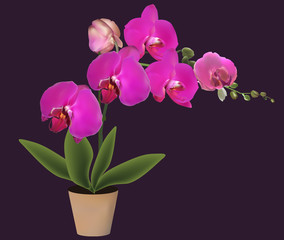 Fototapeta na wymiar purple large orchid in pot isolated on black