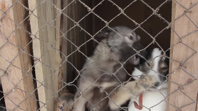 stray dogs at the shelter in the winter in jail
