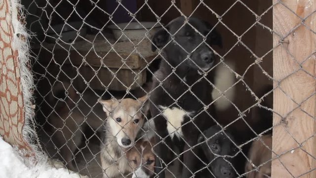 stray dogs at the shelter in the winter in jail