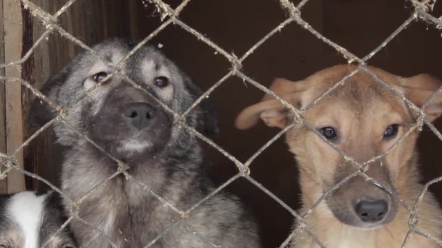 stray dogs at the shelter in the winter in jail