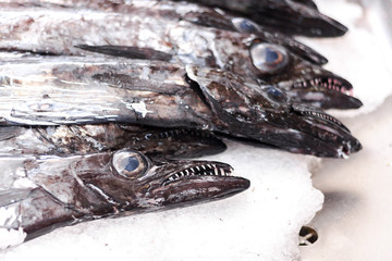 Fresh madeira fish or seafood closeup
