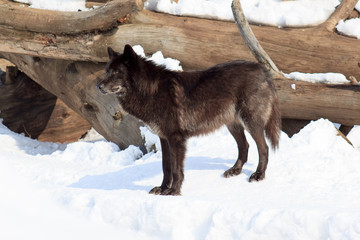 Fototapeta premium Black canadian wolf looks out for its prey.
