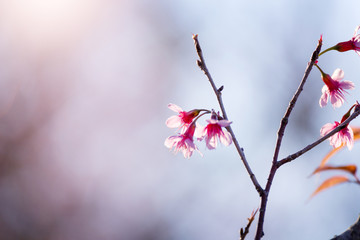 Soft focus Cherry Blossom or Sakura flower on nature blur background