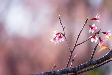 Soft focus Cherry Blossom or Sakura flower on nature blur background