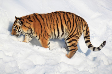 Fototapeta na wymiar Wild siberian tiger tracks down its prey.