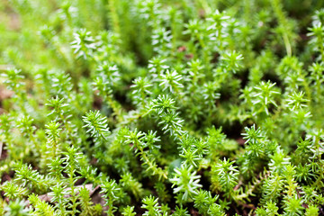 Sedum rupestre ssp. reflexum background of foliage.