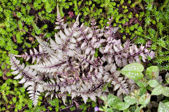 Athyrium niponicum 'Silver Falls' herbaceous fern in the garden. Selective focus.