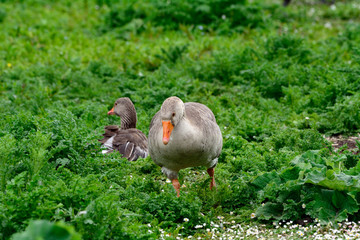 Greylag geese at Duddingston Loch, Scotland