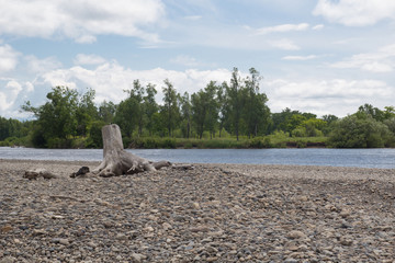 An old dried-up wooden stump with the remains of roots on stony ground on the river bank, against the background of the sky and clouds, an excellent river landscape