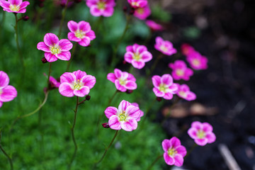 Fototapeta premium Herbaceous perennial Saxifraga arendsii pink flowers on green foliage in the garden. Selective focus.