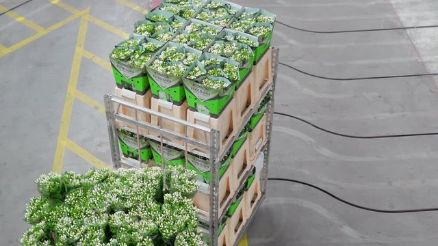 802_Lots_of_beautiful_flowers_on_the_moving_cart.mov