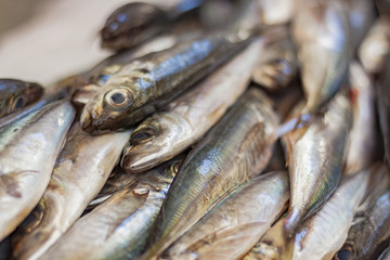 Fresh madeira fish or seafood closeup