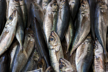Fototapeta premium Fresh madeira fish or seafood closeup