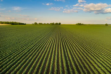 Foto op Aluminium Landscape of soybean field in plains © Budimir Jevtic