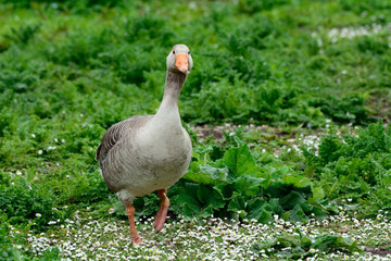Greylag goose at Duddingston Loch, Scotland