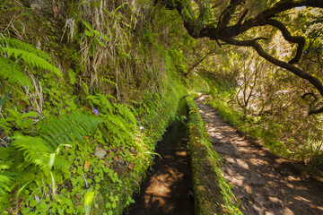 Fototapeta premium Madeira levada green landscape with waterfall