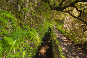 Madeira levada green landscape with waterfall