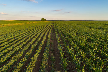 Landscape of soybean and corn field in plains - obrazy, fototapety, plakaty