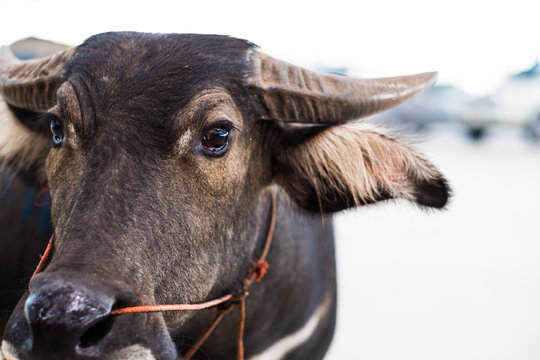 baffalo head