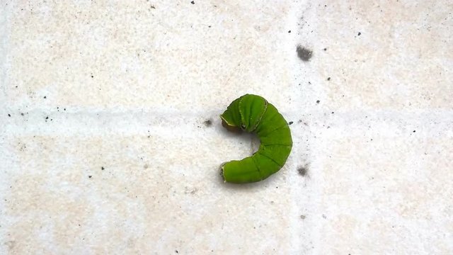 caterpillar crawling on floor 4K