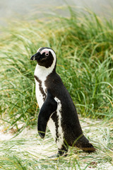 Naklejka premium African Penguins (lat. Spheniscus Demersus) at Boulders Beach in Simonstown, South Africa
