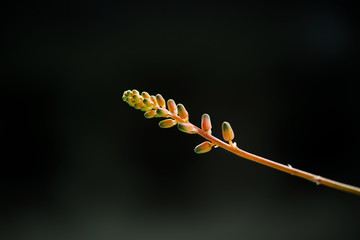 Close up image of a cactus flower