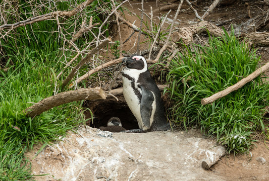 African Penguins (lat. Spheniscus Demersus) in front of a nest