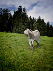 cow