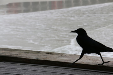 Bird out for a stroll
