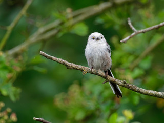 Longtailed tit in a tree - Aegithalos caudatus