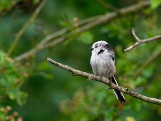 Longtailed tit in a tree - Aegithalos caudatus