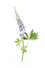 Lupin flower on white background