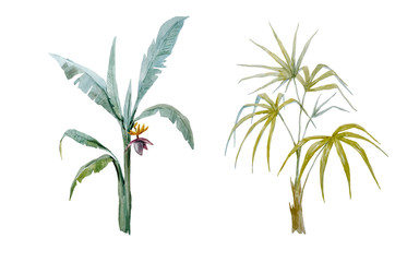 Watercolor vector hand drawn palms