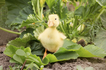 Baby Duck in The Grass Outdoors