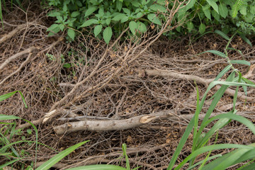 wood pile
