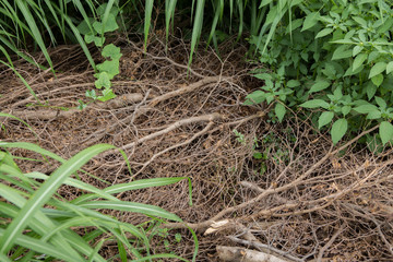 wood pile