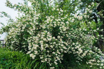 Jasmine bush with white flowers and green leaves in full blossom at summer park, floral background. Beautiful jasmin flowers in bloom