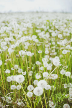 White fluffy dandelions glade