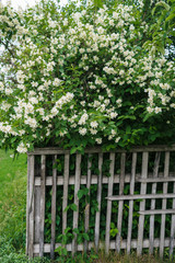 Naklejka premium Jasmine white flowers and green leaves on bush in full blossom behind wooden fence, floral background. Beautiful jasmin flowers in bloom