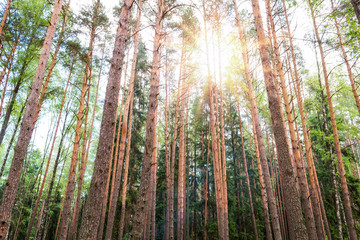 Fototapeta na wymiar Wild pine forest on a summer day